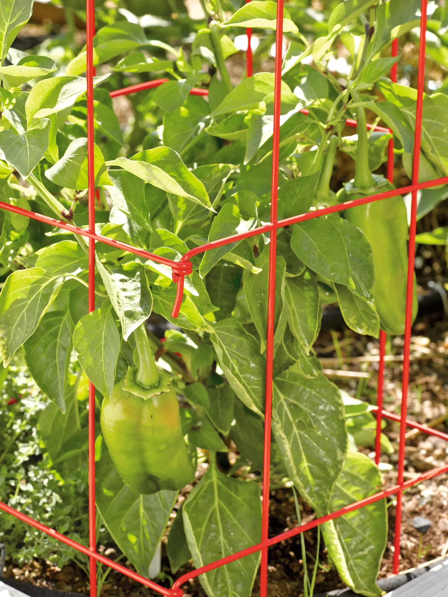 Pepper and Eggplant Cages, Set of 3