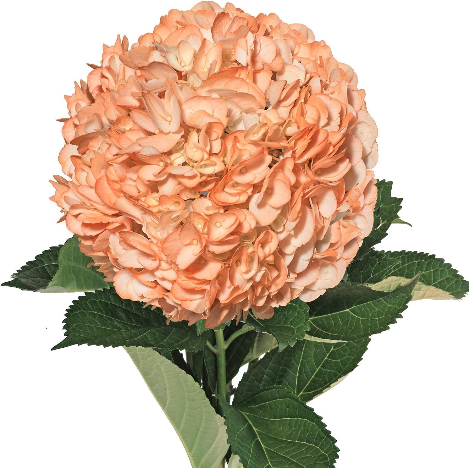 Bloomingmore | Fresh Cut Flowers | Natural Painted Peach Hydrangeas | Pack 15 | Home, Office, Wedding Decor, DIY, Party Event, Housewarming, Teacher and Engagement