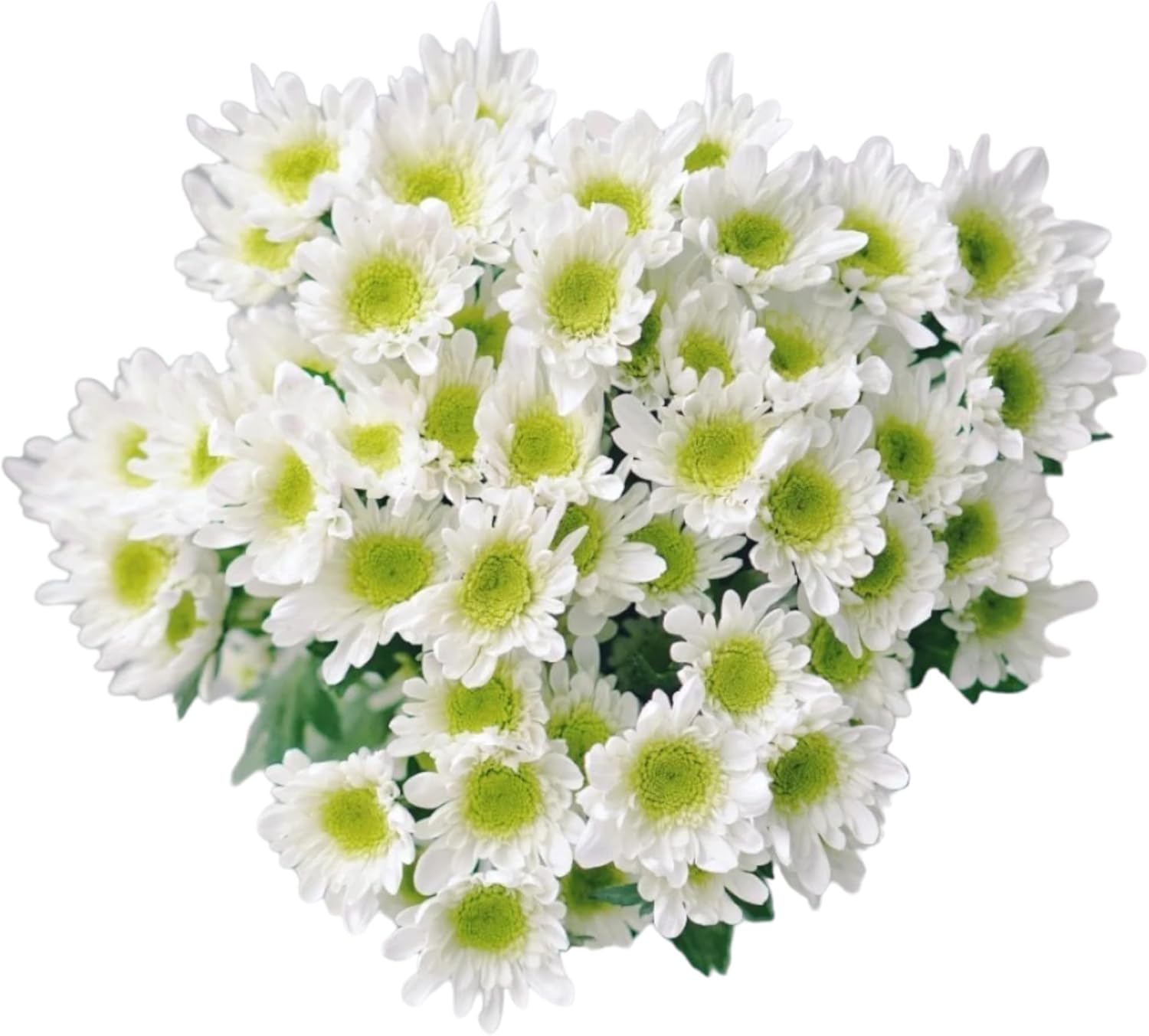 20 Stems Fresh White Daisies Flowers Good Maintenance Long Flowering Hydroponic Flower Arrangement Gifts For Home decoration Birthdays Anniversaries Healing Sympathy Friendship And Love