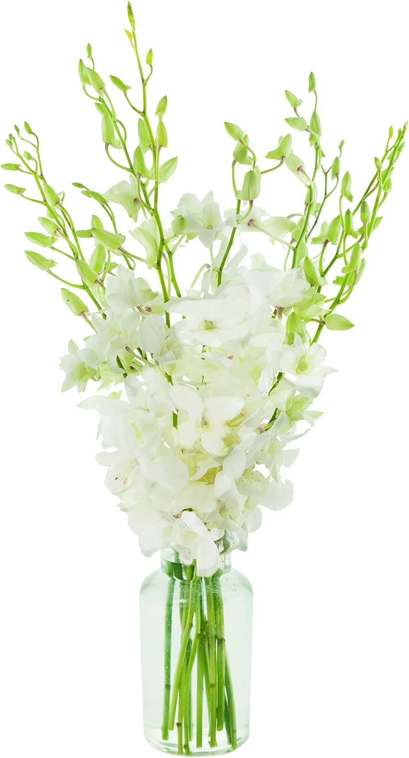 KaBloom - Exotic Perla Orchid Bouquet Of Fresh Orchids with Free Vase Included - Fresh Flowers for Birthday, Valentine's & Mother's Day