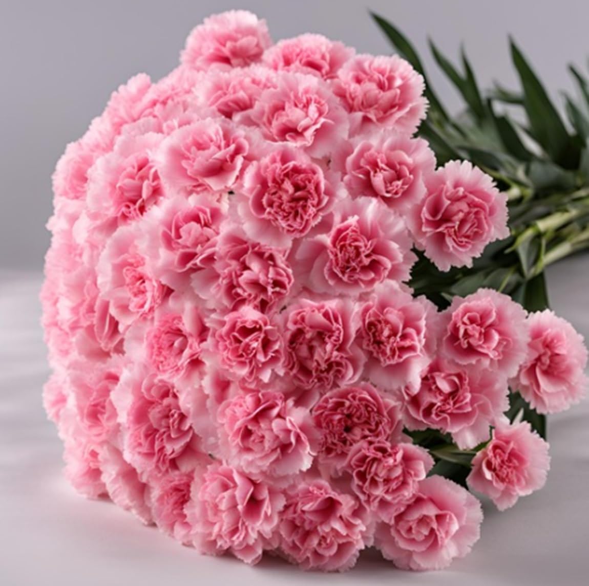 KaBloom - 12 Pink Carnation Without Vase - Fresh Flowers for Birthday, Valentine's & Mother's Day
