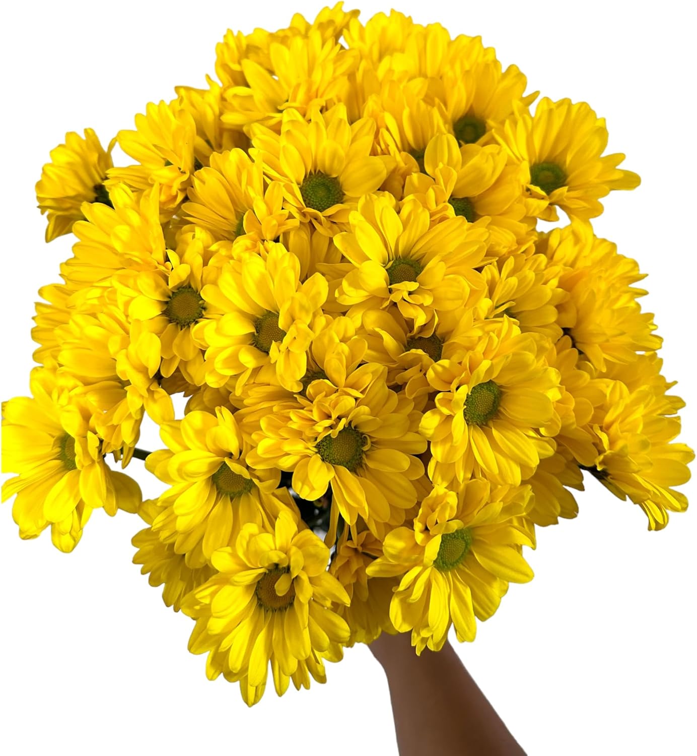 20 Yellow Fresh Cut Chrysanthemums Daisies Flowers Bouquet Gifts for home decoration birthdays anniversaries healing sympathy friendship and love