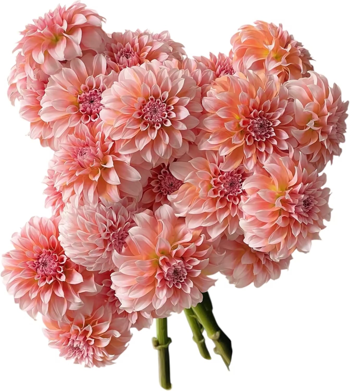 10 Stem dahlia Fresh Cut Flowers Los Angeles Flower Market Flower Arrangement for Birthday Anniversary Friendship and Love Gifts