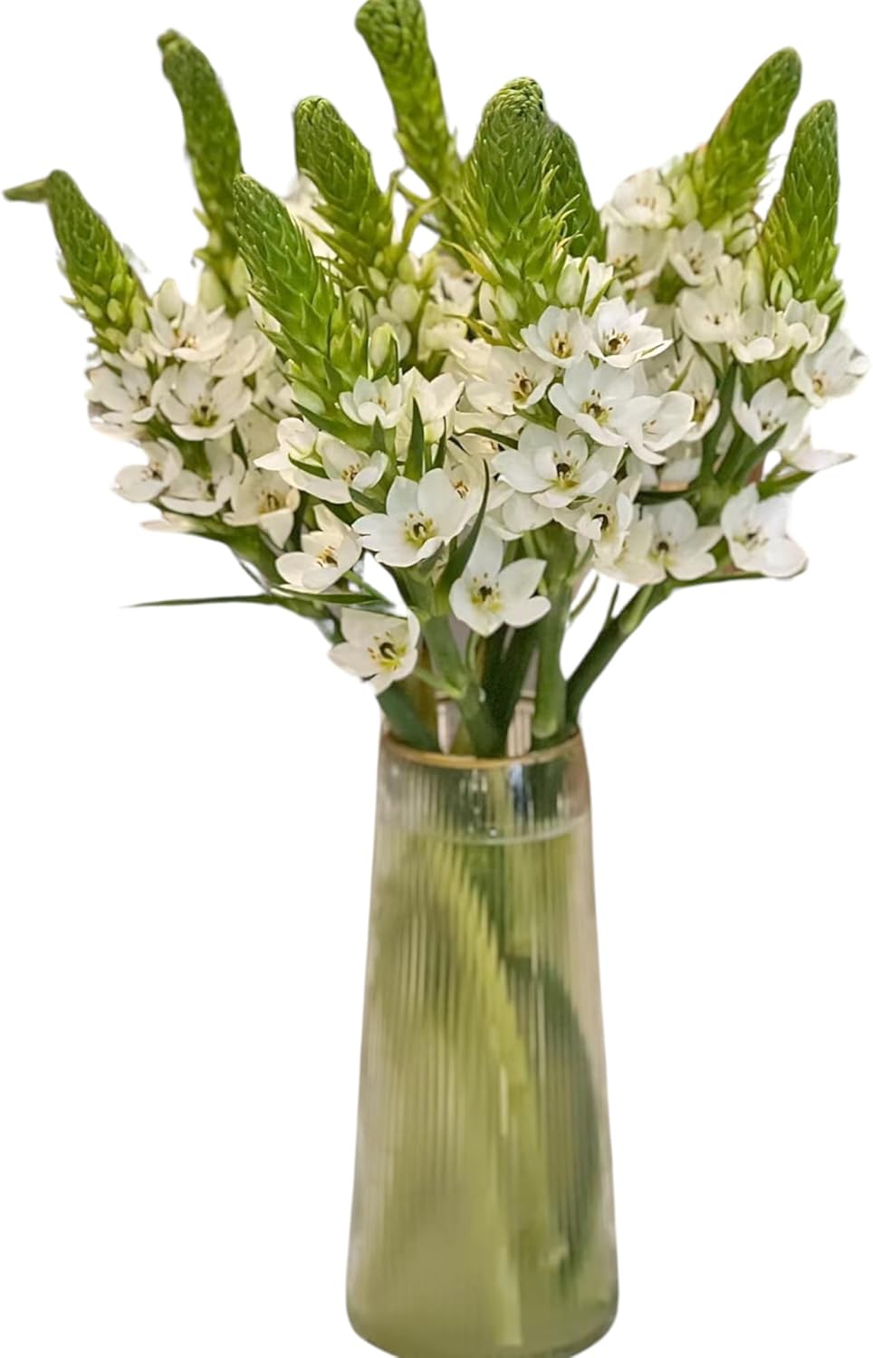 10 Stems Big Ornithogalum Fresh Cut Flowers DIY Blooms of Star of Bethlehem Bouquet Healing Sympathy Friendship and Love hydroponic flower arrangement