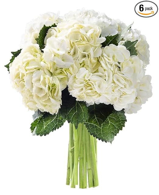 KaBloom - Beauty 6 White Hydrangeas without vase - Fresh Flowers for Birthday, Valentine's & Mother's Day