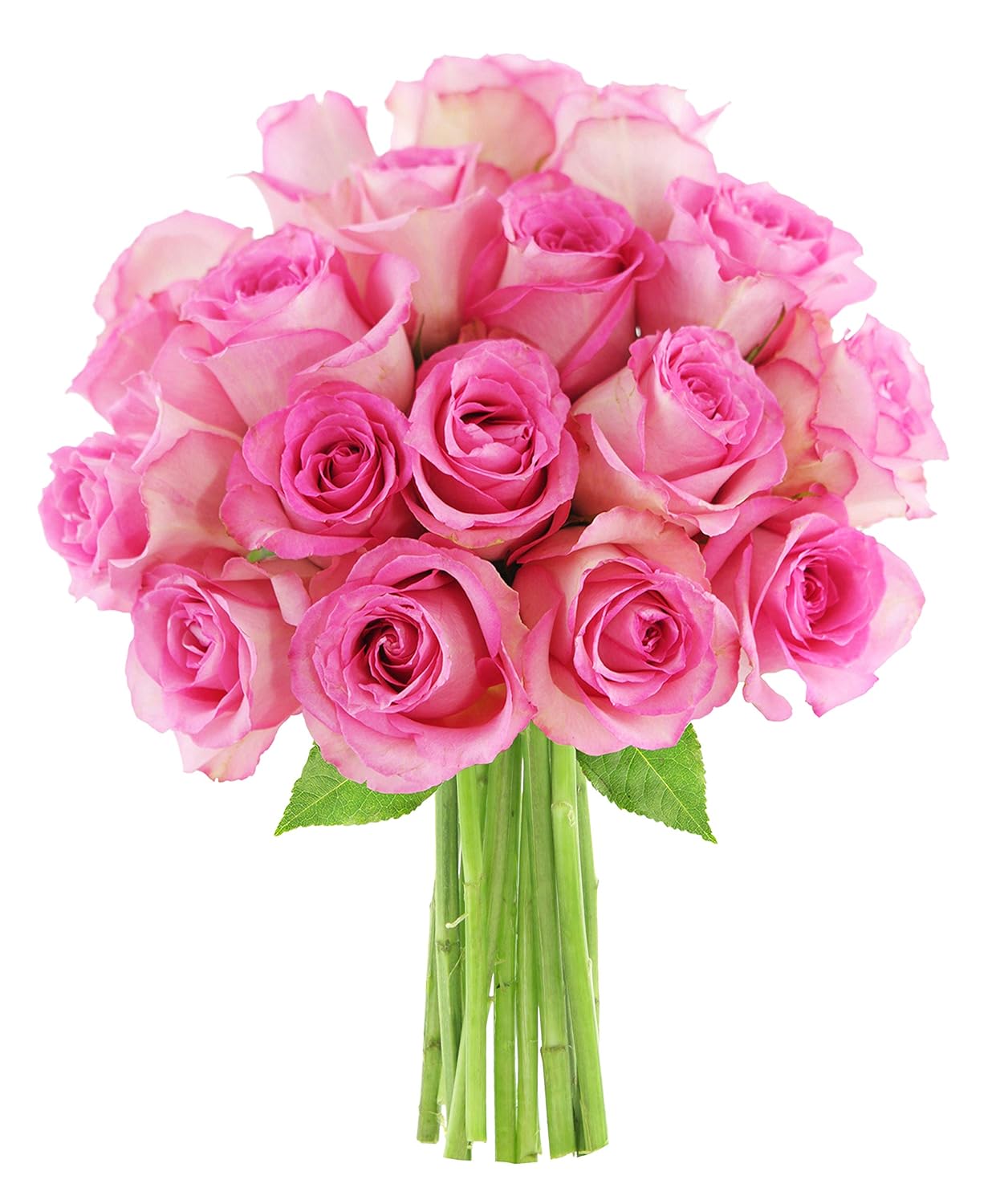 KaBloom - Bouquet of 18 Fresh Pink Roses without vase. - Fresh Flowers for Birthday, Valentine's & Mother's Day