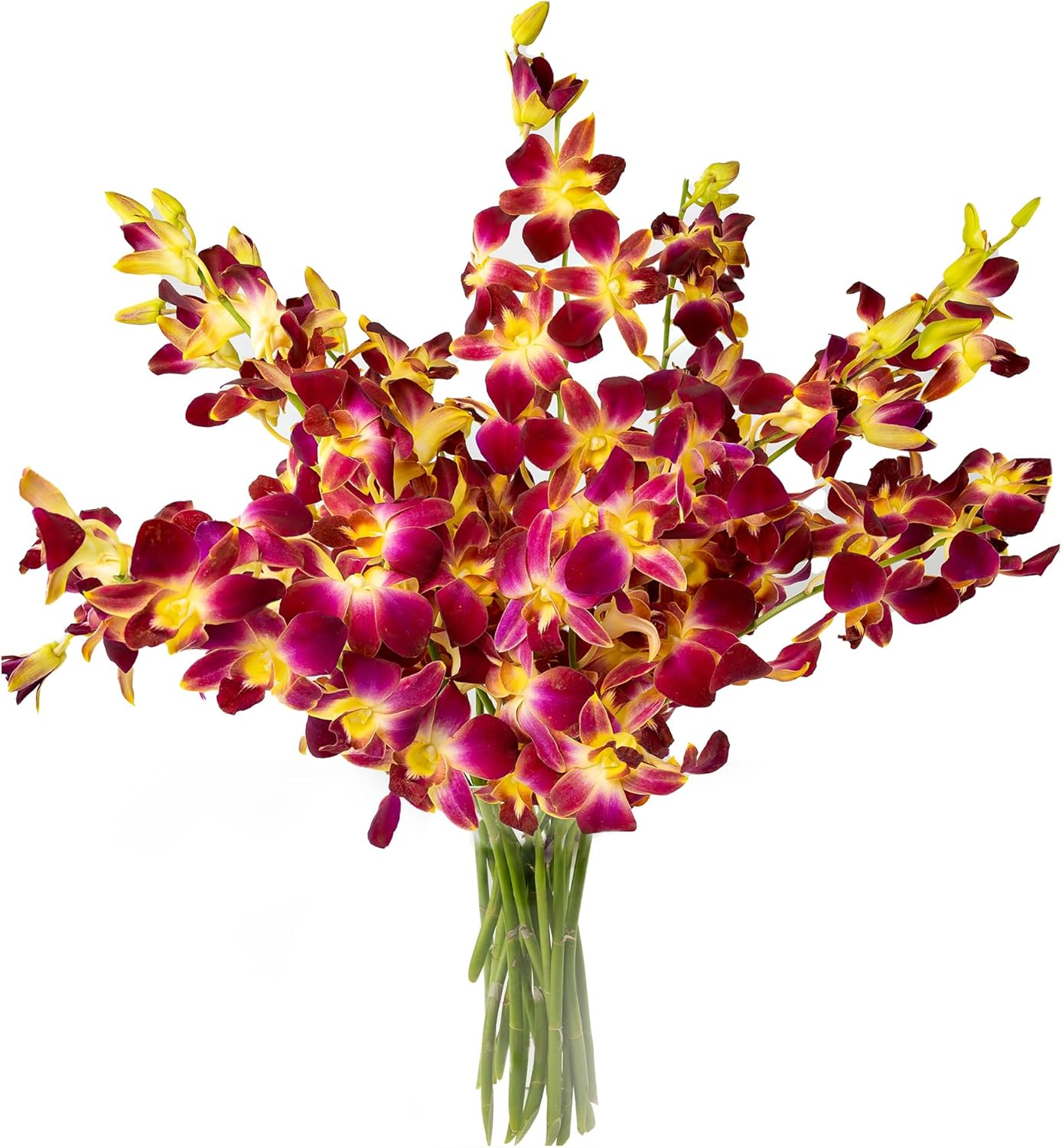 Generic Fresh Cut Orchids Flowers Bouquet - PRIME QUALITY - Perfect for Weddings, Birthdays, Anniversaries, Gifts, etc. Fresh Cut Flowers (Purple-Yellow, 10 Stems without Vase)