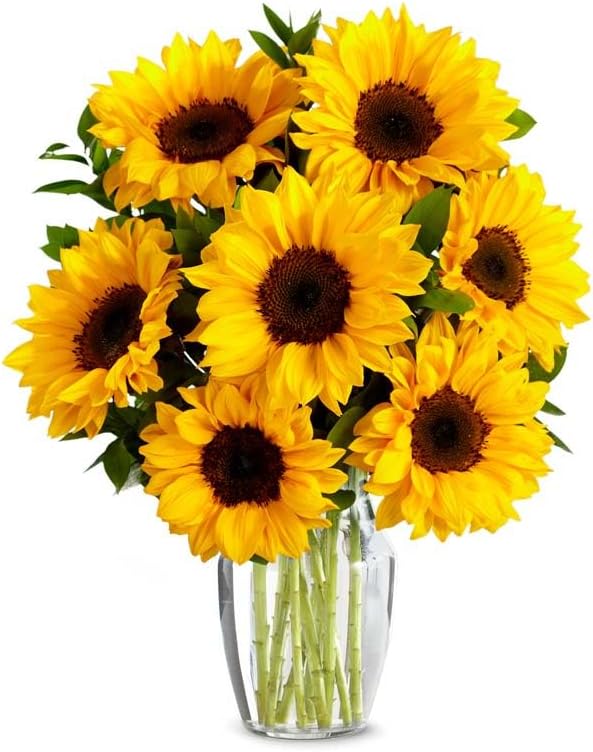 From You Flowers - Stunning Sunflowers with Glass Vase | Fresh Flower Bouquets for Birthday, Anniversary, Get Well or Celebration