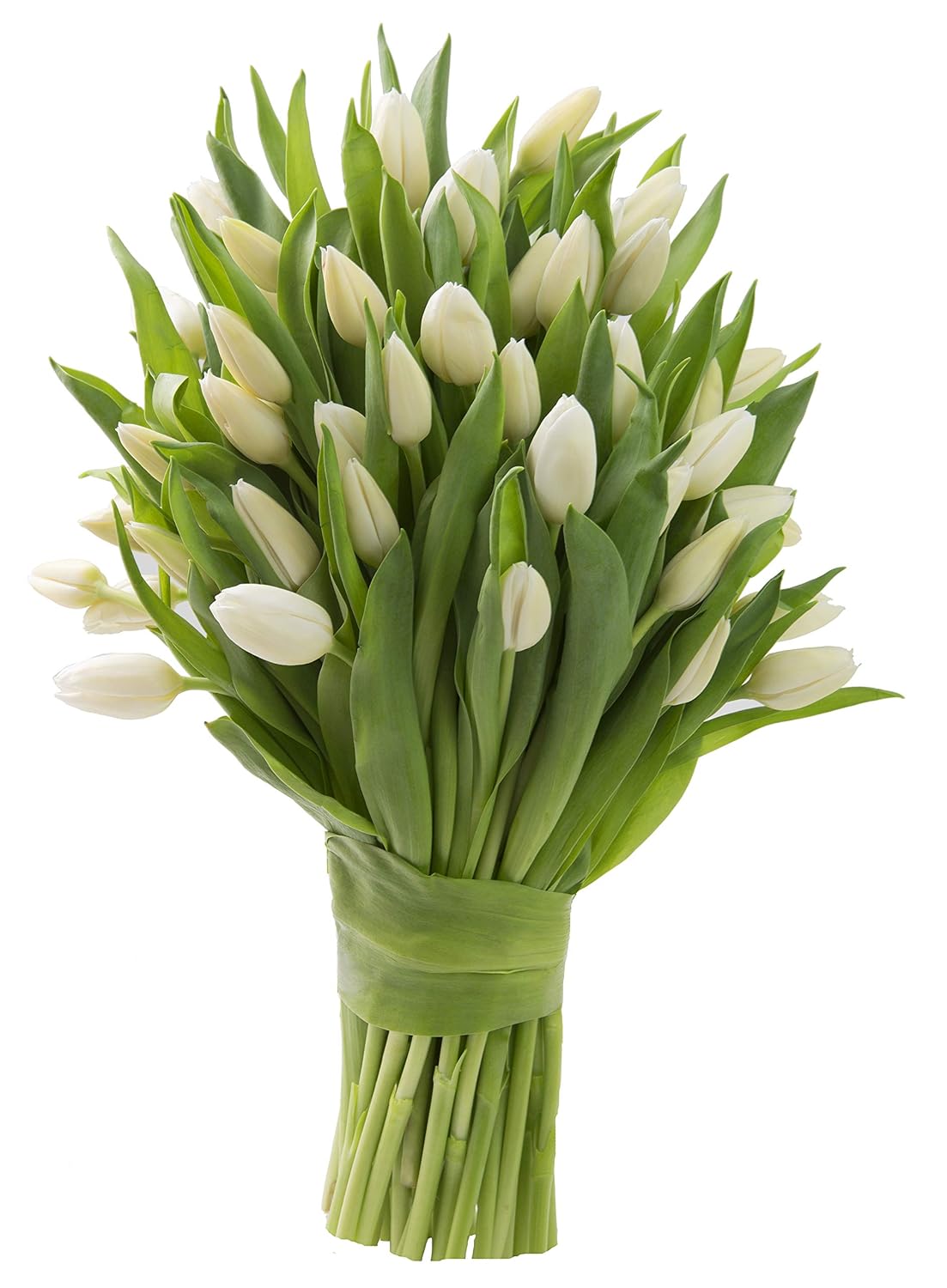 Blooms2Door - 50 White Tulips (Cut-to-Order and Homegrown in the USA) - Fresh Flowers for Birthday, Valentine's & Mother's Day
