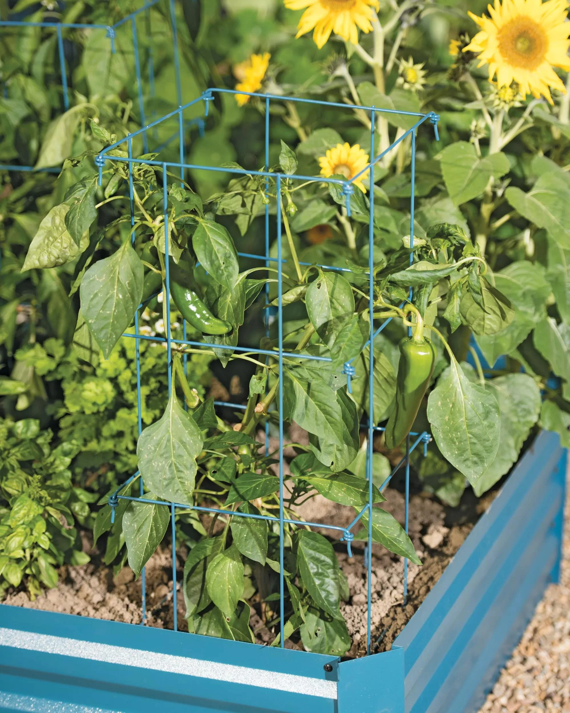 Pepper and Eggplant Cages, Set of 3