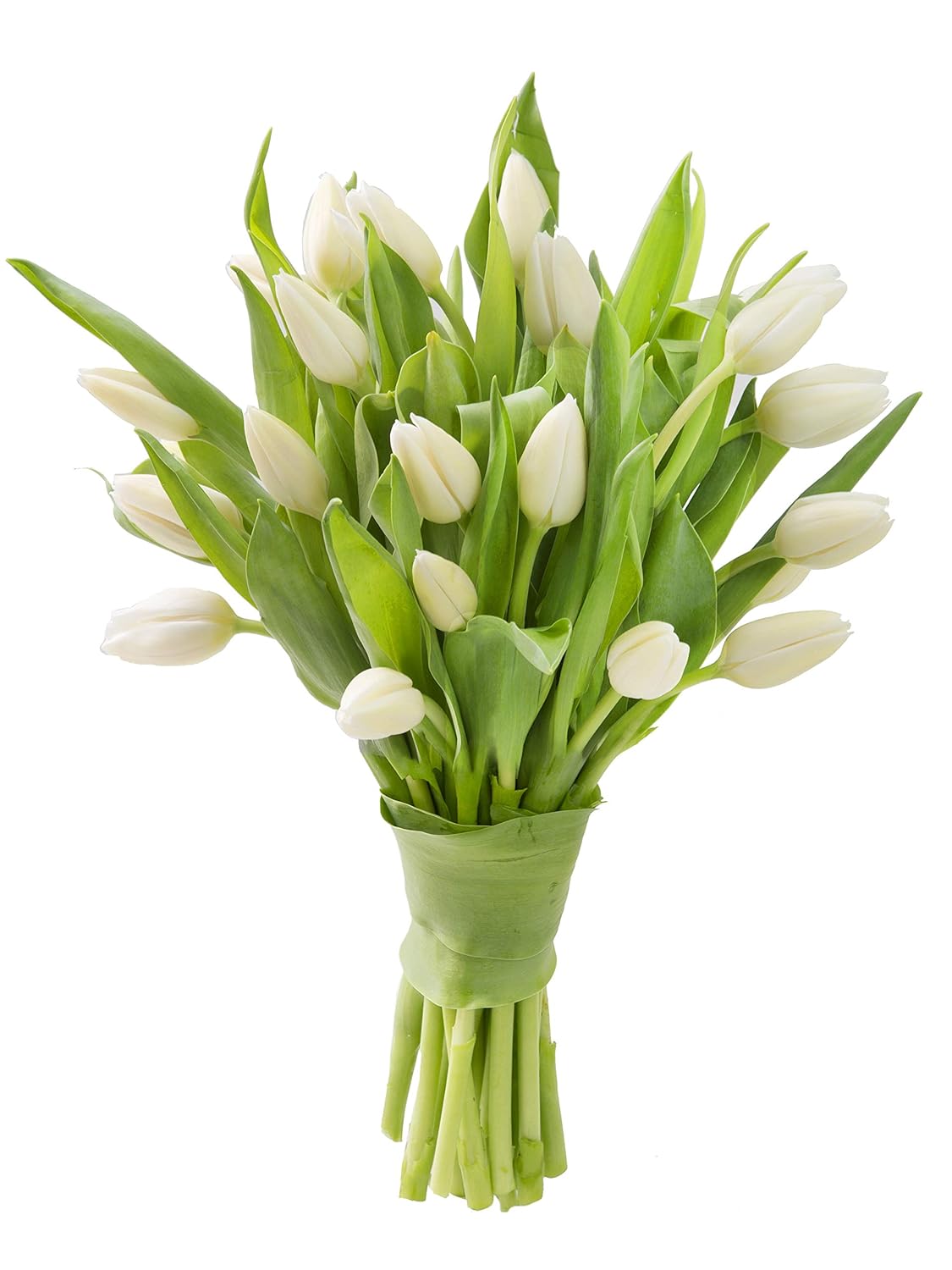 Blooms2Door - Fresh Cut 20 White Tulips Without Vase- Fresh Flowers for Birthday, Valentine's & Mother's Day