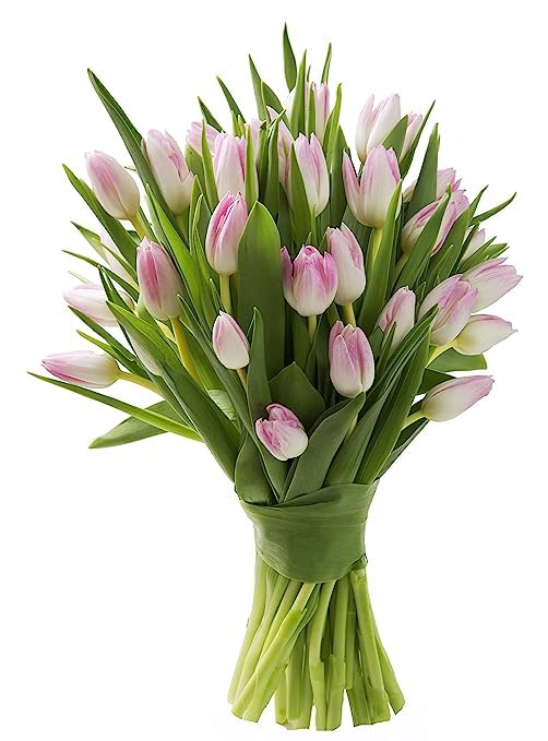 KaBloom PRIME NEXT DAY DELIVERY - WEDDING COLLECTION - 30 Fresh Pink Tulip. Gift for Birthday, Sympathy, Anniversary, Get Well, Thank You, Valentine, Mother’s Day Fresh Flowers