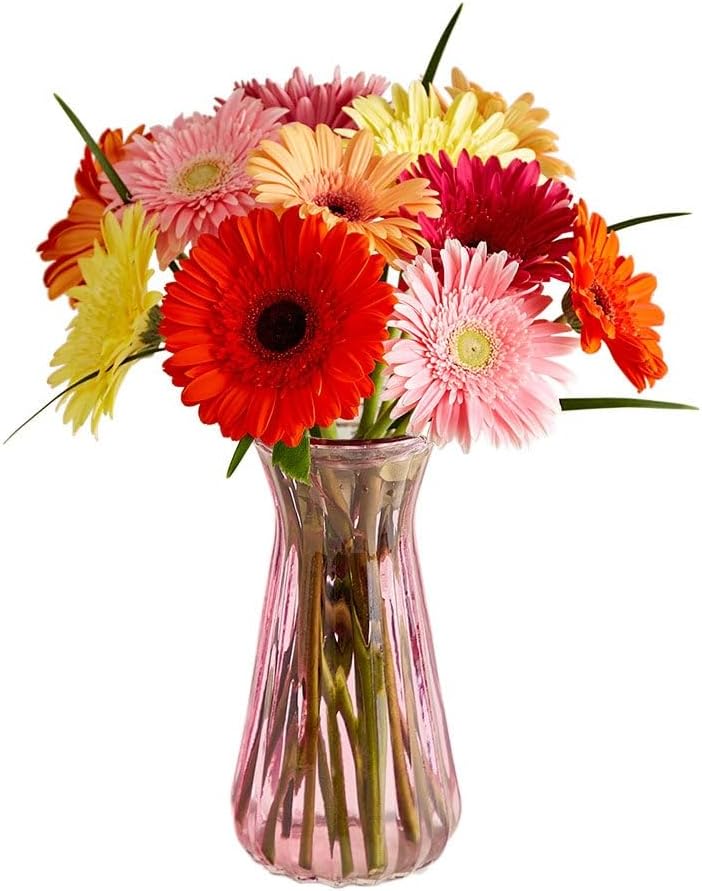 1800 Flowers - Happy Gerbera Daises Bouquet: 12 Orange, Pink, & Multicolor Fresh Cut Flowers in Pink Vase, Decorative