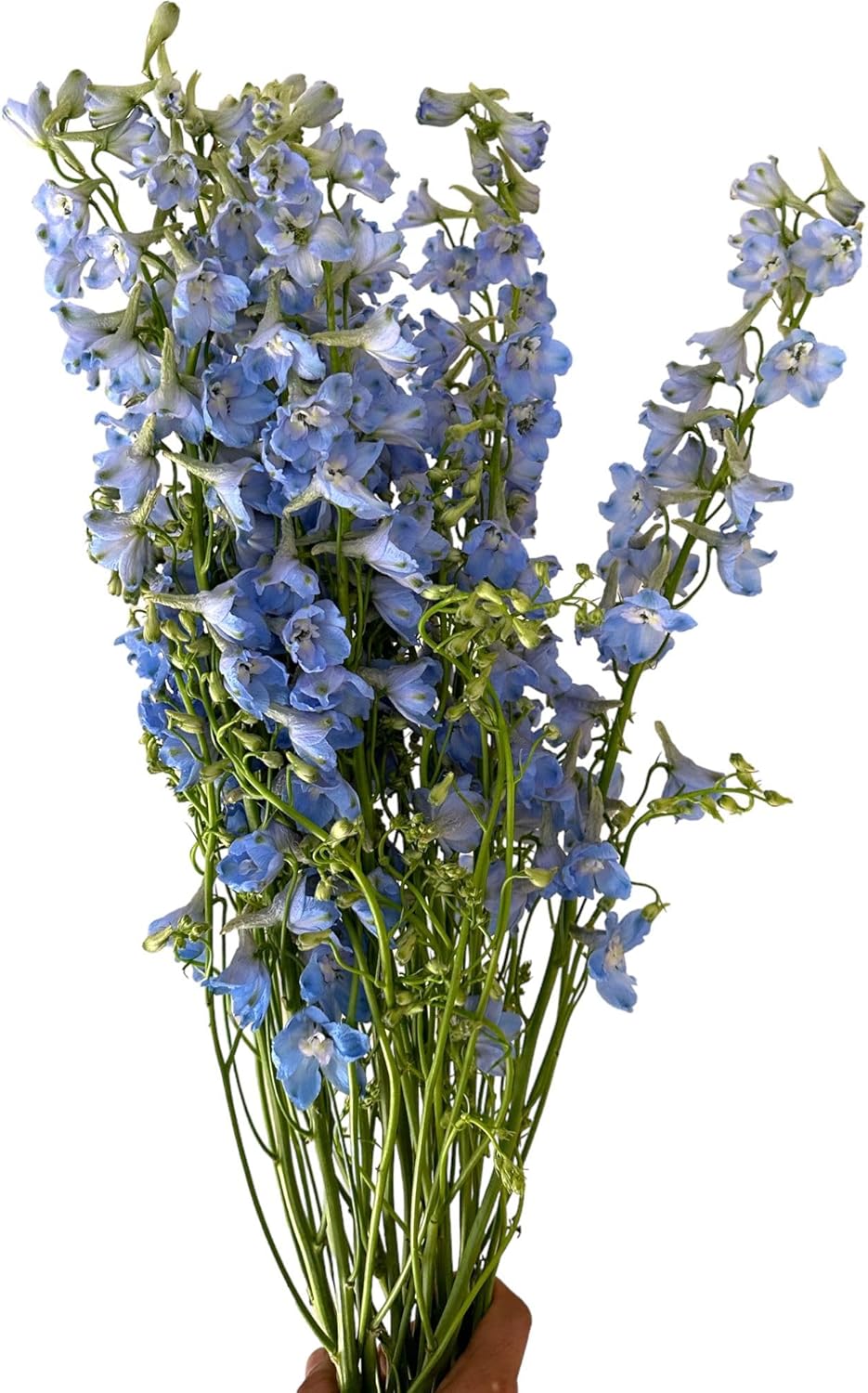 10 stems Fresh Flowers Consolida ajacis Bule Hydroponic Flower Arrangement, Mother's Day Birthday gift Lover's Anniversary Wedding Table Flowers Los Angeles Flower Wholesale Market