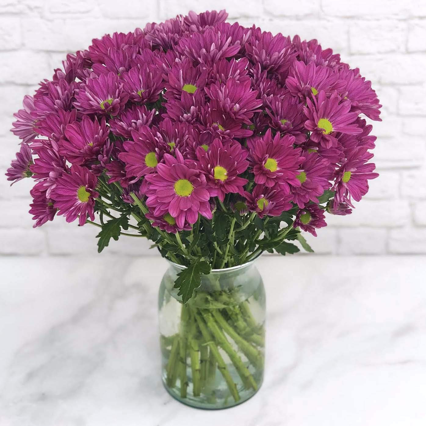 Falcon Purple Daisy Pompon