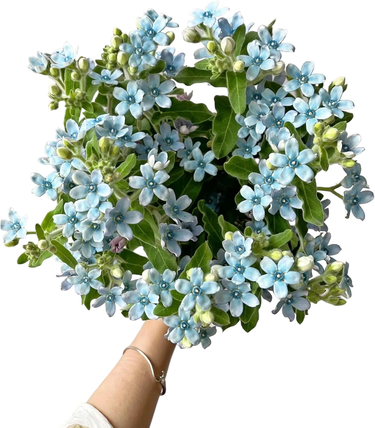 10 Stem Blue Tweedia Japan Fresh Cut Flowers DIY Flower Arrangement Wedding Anniversary Love Gift