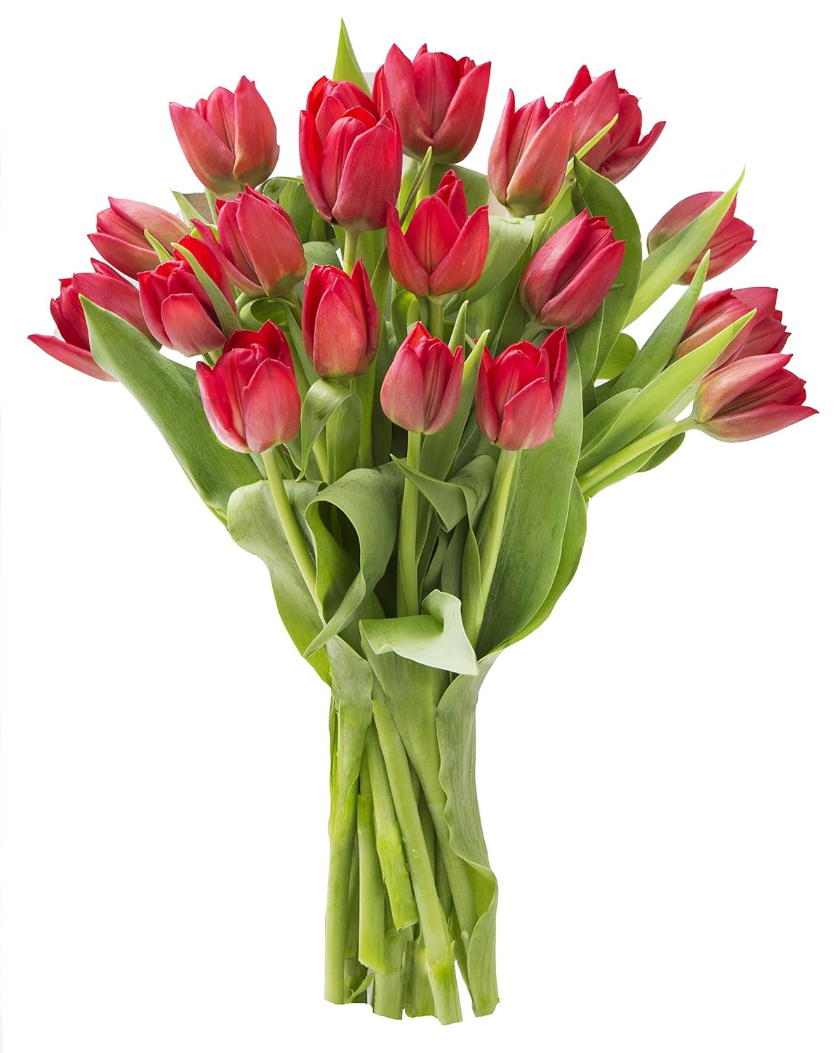 Blooms2Door PRIME NEXT DAY DELIVERY - Fall Collection - 20 Red Tulips. Gift for Birthday, Sympathy, Anniversary, Get Well, Thank You, Valentine, Mother’s Day Fresh Flowers