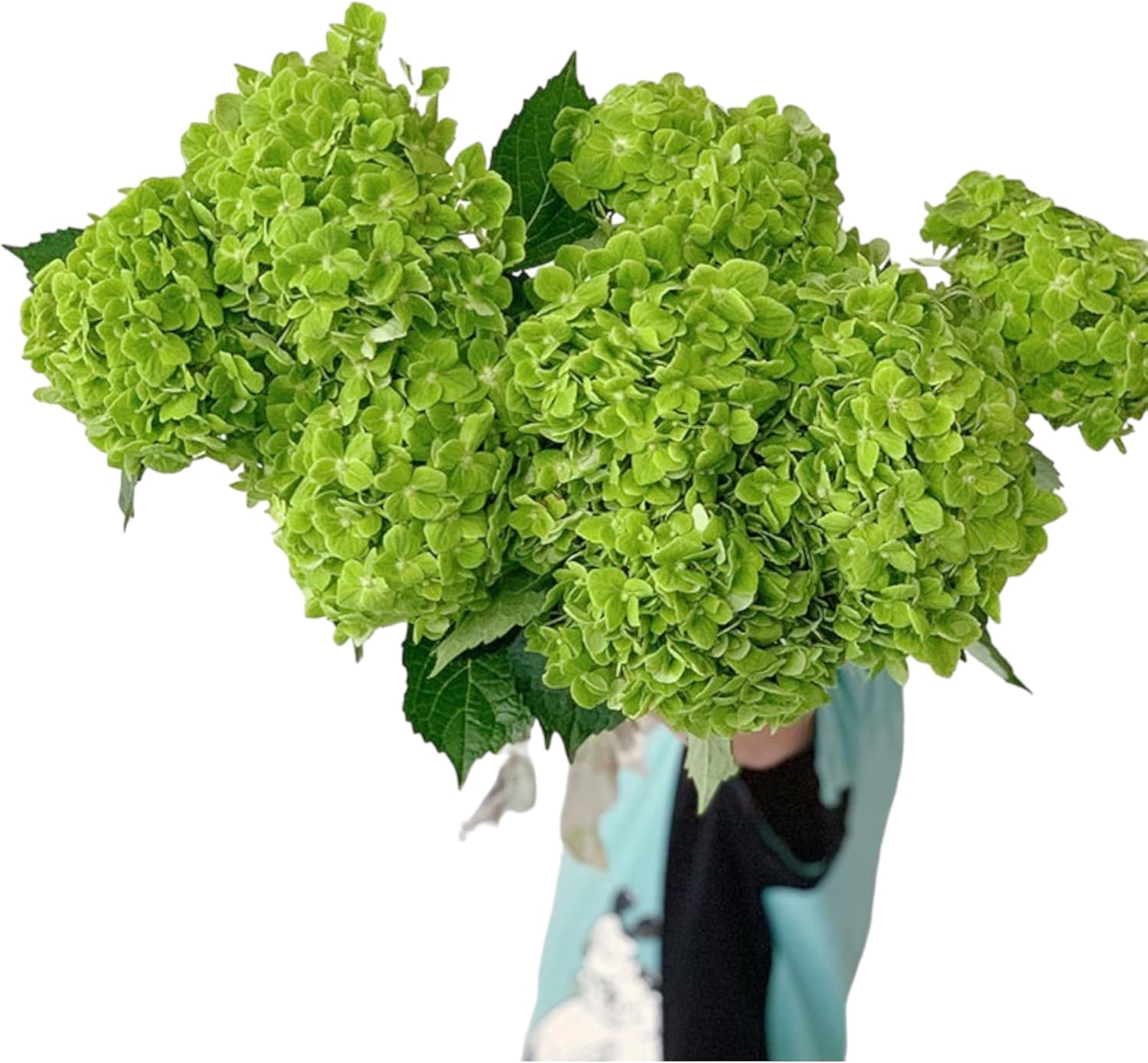 5 Stems Fresh Cut Green Hydrangea Flowers Premium Big Blooms Live Fresh Cut Hydrangeas for Tall Vase Modern Floral Home Decor Party Wedding Centerpiece