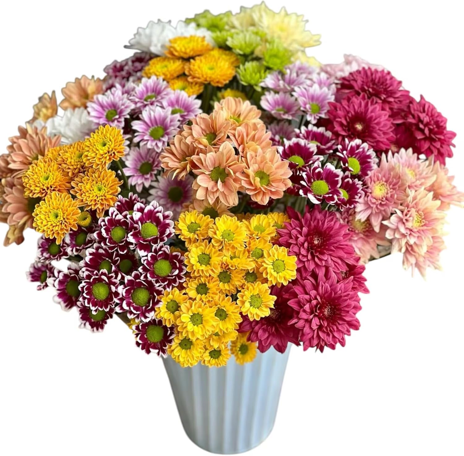 20 Stems Fresh Cut Random Mixed Color Daisy Flowers Long Blooming Period Hydroponic Flower Arrangement Suitable For Home Decoration Birthday, anniversary Healing Sympathy Friendship and Love