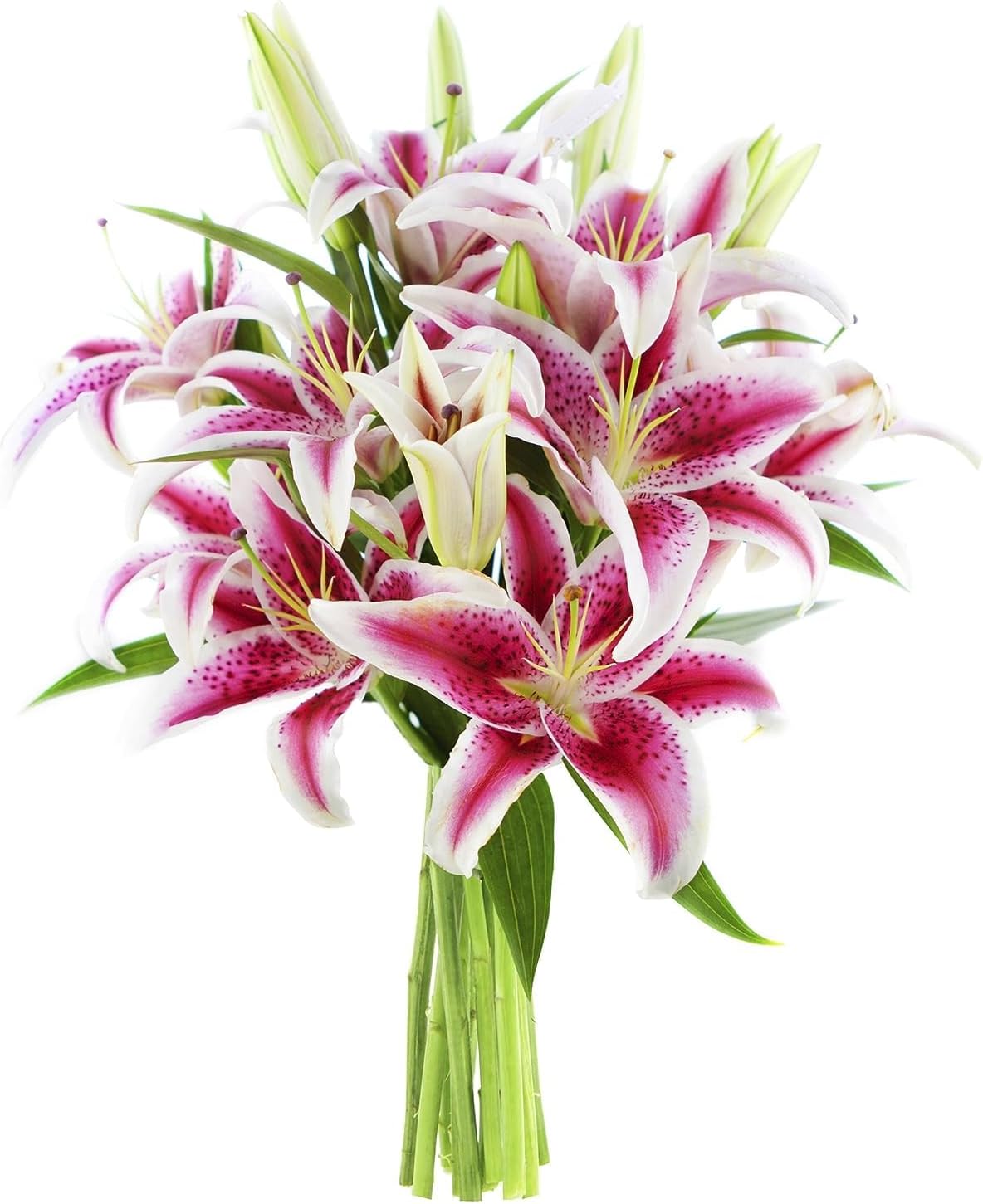 KaBloom PRIME NEXT DAY DELIVERY - Mother’s Day Collection -Barbie Pink Lily Bouquet of 10 Fresh Pink Stargazer Lily.Gift for Birthday, Anniversary, Thank You, Valentine, Mother’s Day Fresh Flowers