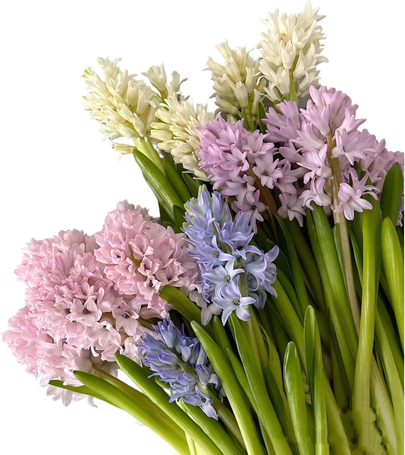 15 Stems Hyacinth Randomly Mix Colors Fresh Cut Flowers Arrangement Gifts For Home Decoration Birthdays Anniversaries Healing Sympathy Friendship and Love