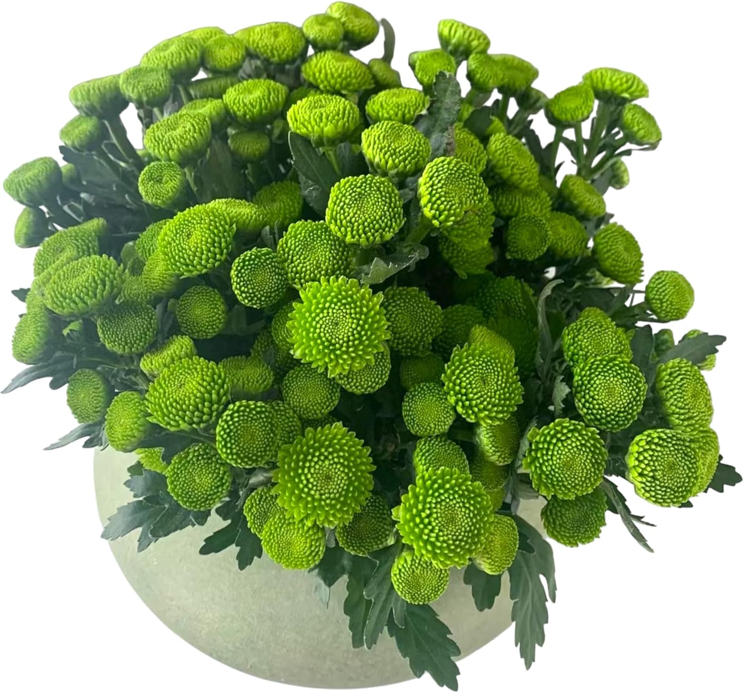 20 Fresh Cut Green daisies Flowers Hydroponic Flower Arrangement Gifts For Home Decoration birthdays anniversaries healing sympathy friendship and love