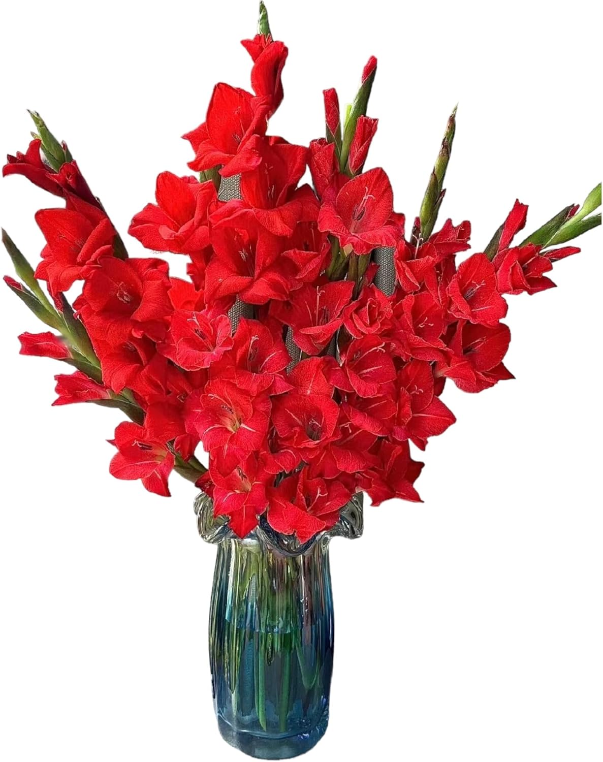 19 Stems Red Gladiolus Fresh Cut Flower Bouquet Bulk Flowers Wholesale Los Angeles Flower Market Birthdays Anniversaries Friendship and Love Gifts Home Flower Arrangements