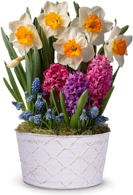 From You Flowers - Daffodil Sunshine Bulb Garden for Birthday, Anniversary, Get Well or Celebration