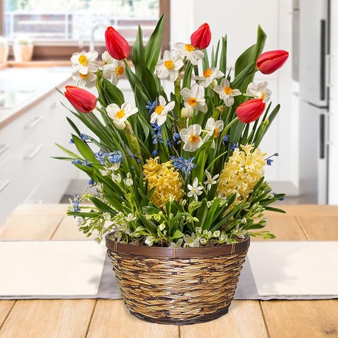 Brilliant Blends Indoor Potted Bulb Garden - Simply Water and Flowers Open in 3-6 Weeks - Pleasantly Scented - Grows Well in Containers - Gift Ready Flower Bulbs