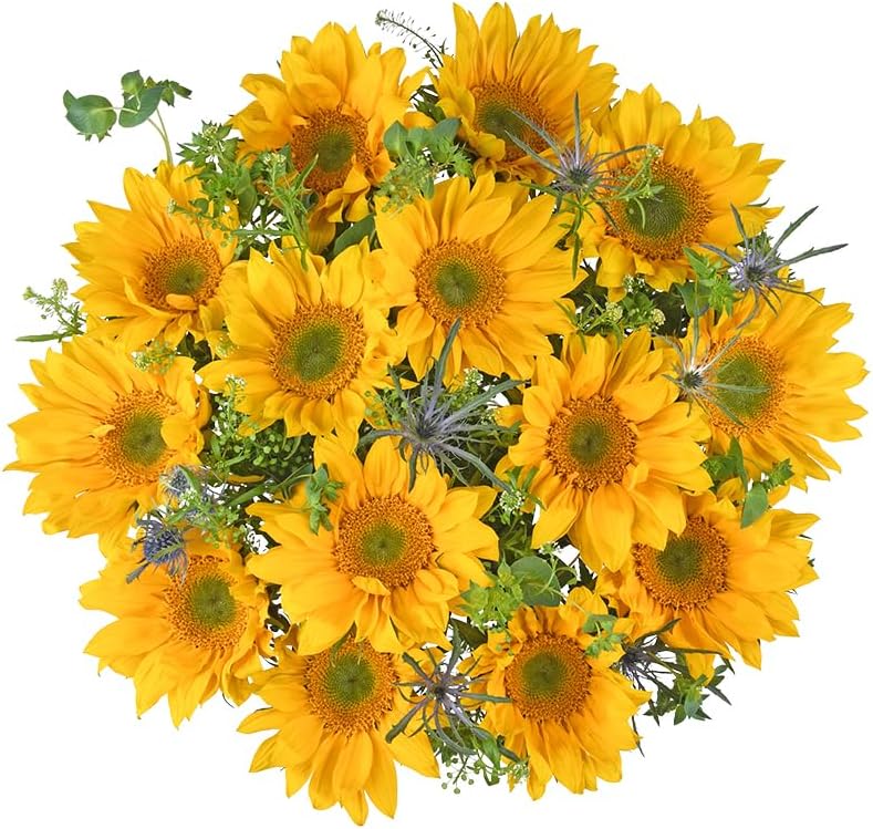 Floral Compass by Nature’s Flowers - Mixed Mini Sunflower Bouquet - Prime Eligible, 20 Fresh Cut Flowers and Foliage for Delivery