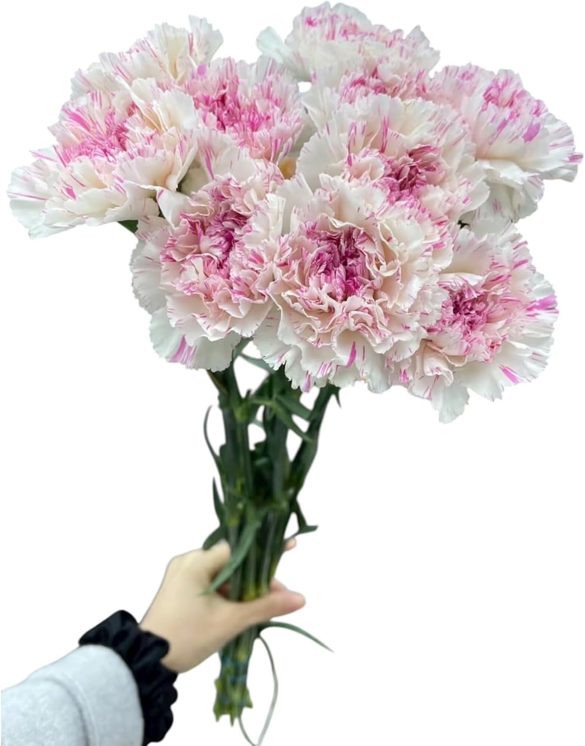 Fresh Cut Flowers Yukarri cherry Carnations 38 Stems Hydroponic Flower Arrangement Gifts for home decoration birthdays anniversaries healing, sympathy friendship and love