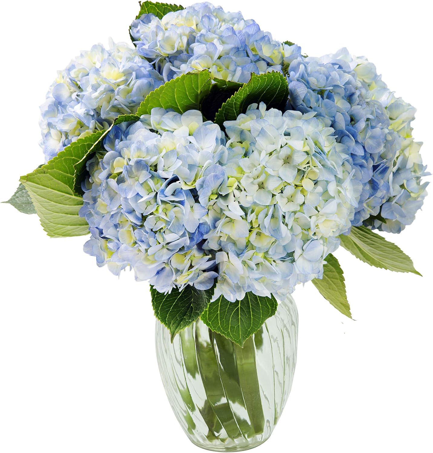 KaBloom - Beauty Bouquet of 6 Blue Hydrangeas with Vase - Fresh Flowers for Birthday, Valentine's & Mother's Day