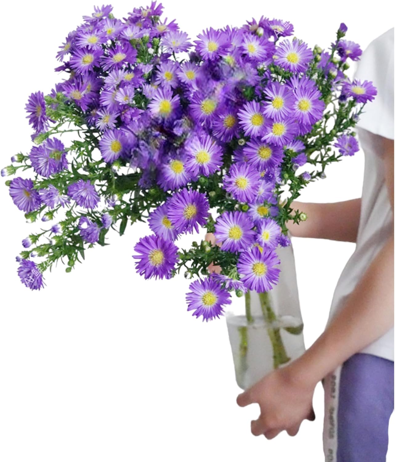 20 Stems Fresh Cut Peacock Grass Daisy Daises Flowers DIY Flower Arrangement Gifts for home decoration birthdays anniversaries healing sympathy friendship and love