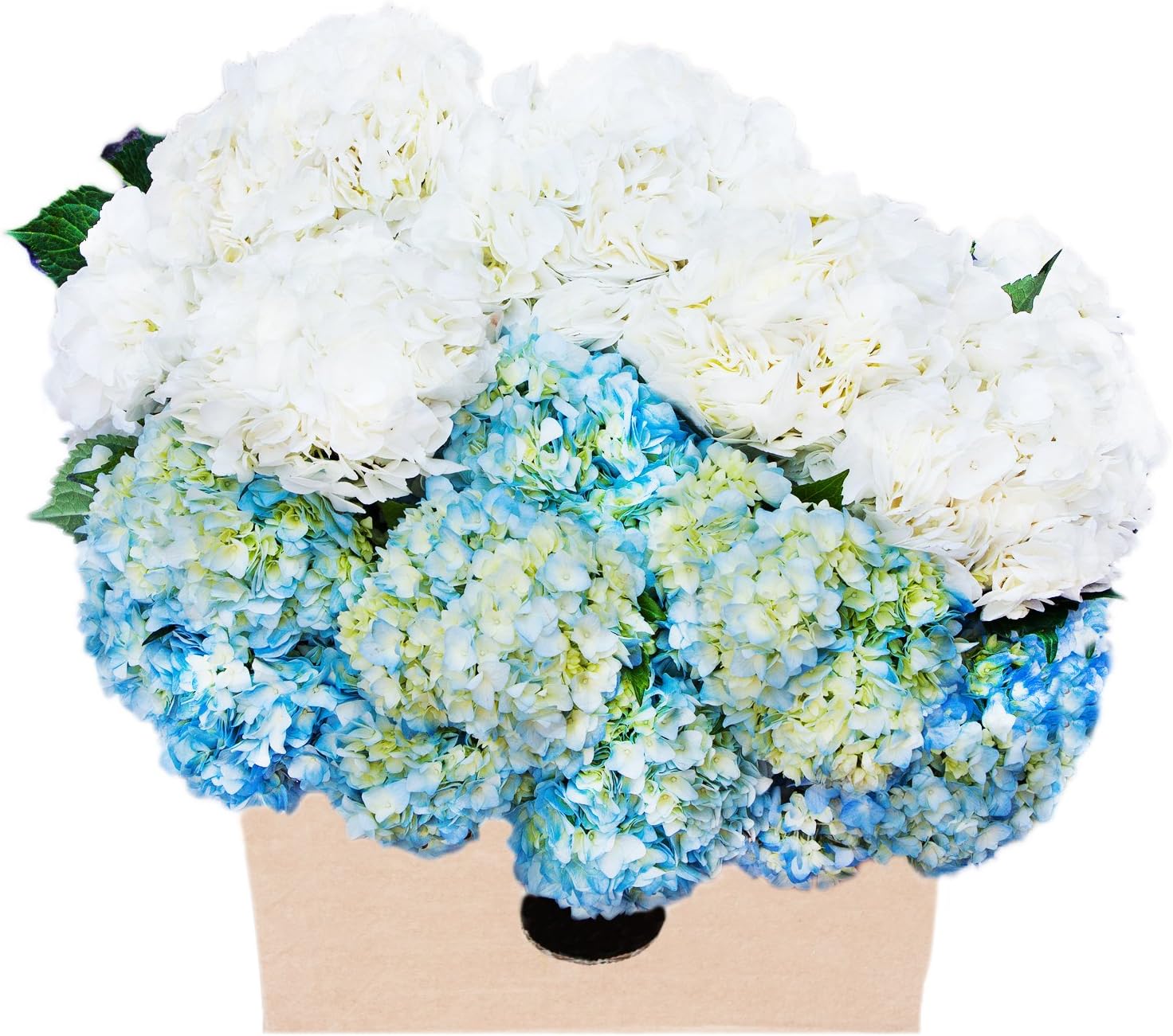 Farm2Door Flowers -Farm-Fresh Hydrangeas, 8 White and 7 Blue Hydrangeas without vase - Gift for Birthday, Sympathy, Anniversary, Thank You, Valentine, Mother’s Day Fresh Flowers