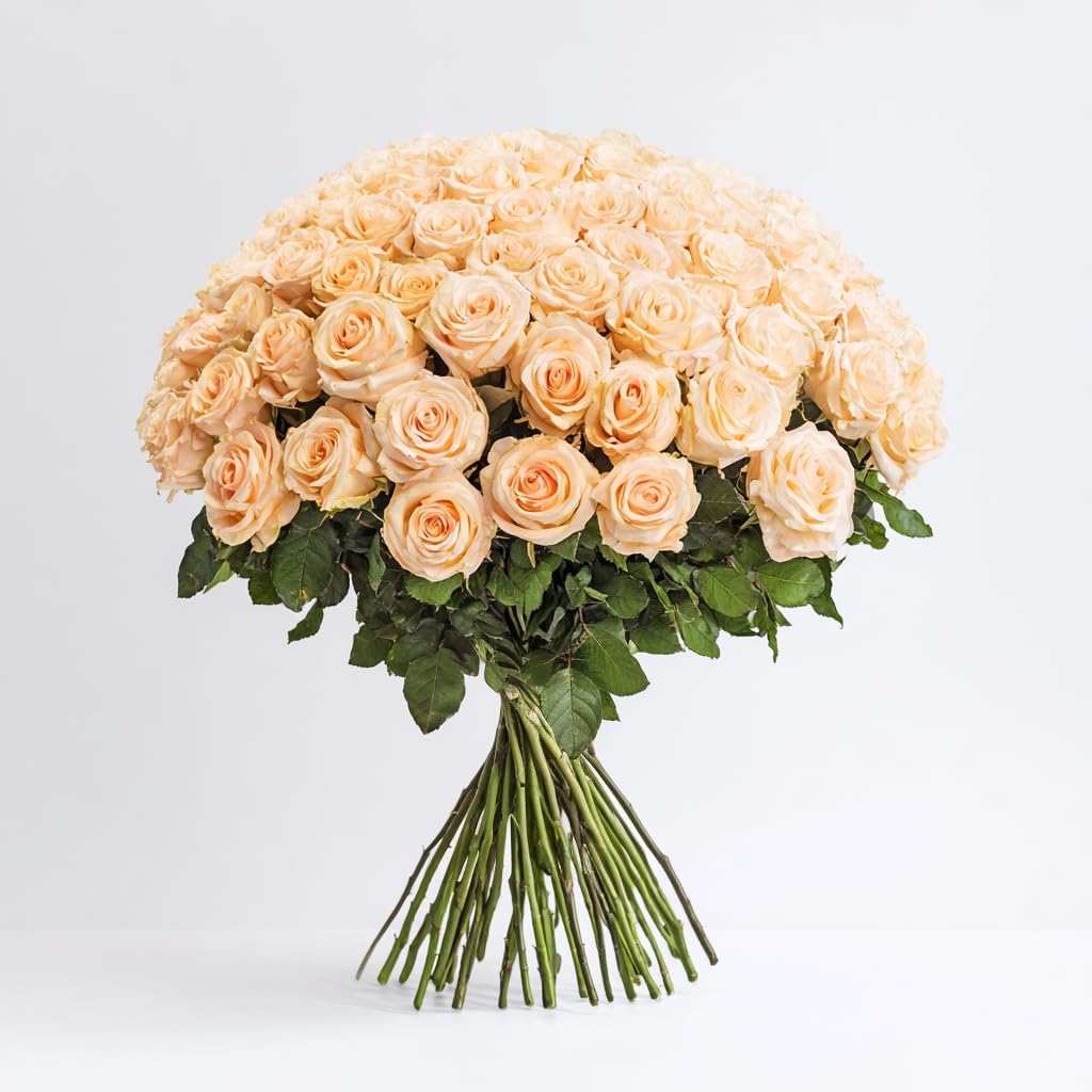 GlobalRose 50 Peach Roses Bouquet - Responsibly Sourced Roses Fresh Flowers - Hand-Picked Flowers Fresh Bouquet for Graduation, Anniversary, Birthday & Special Occasions (2 Bunches of 25 Stems)