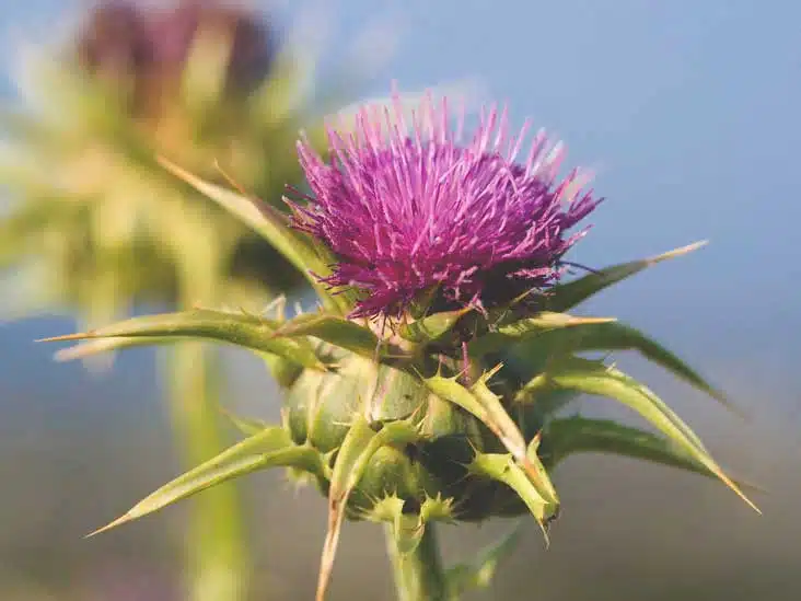 Reasons Why You Need Milk Thistle in Your Life