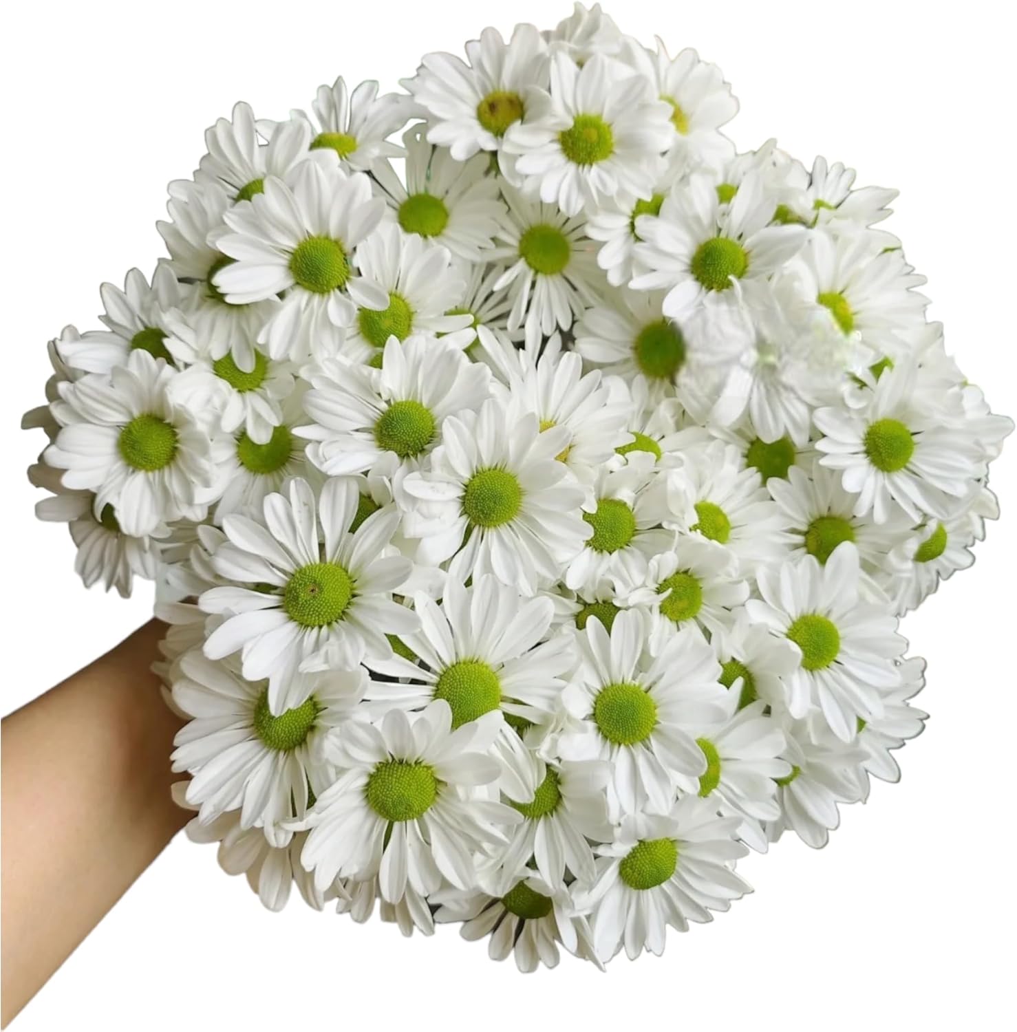 19 Stems Fresh Green Heart White Daisies Flowers Long Blooming Hydroponic Flower Arrangement Gift for Home Decor Birthdays Anniversaries Healing Sympathy Friendship and Love