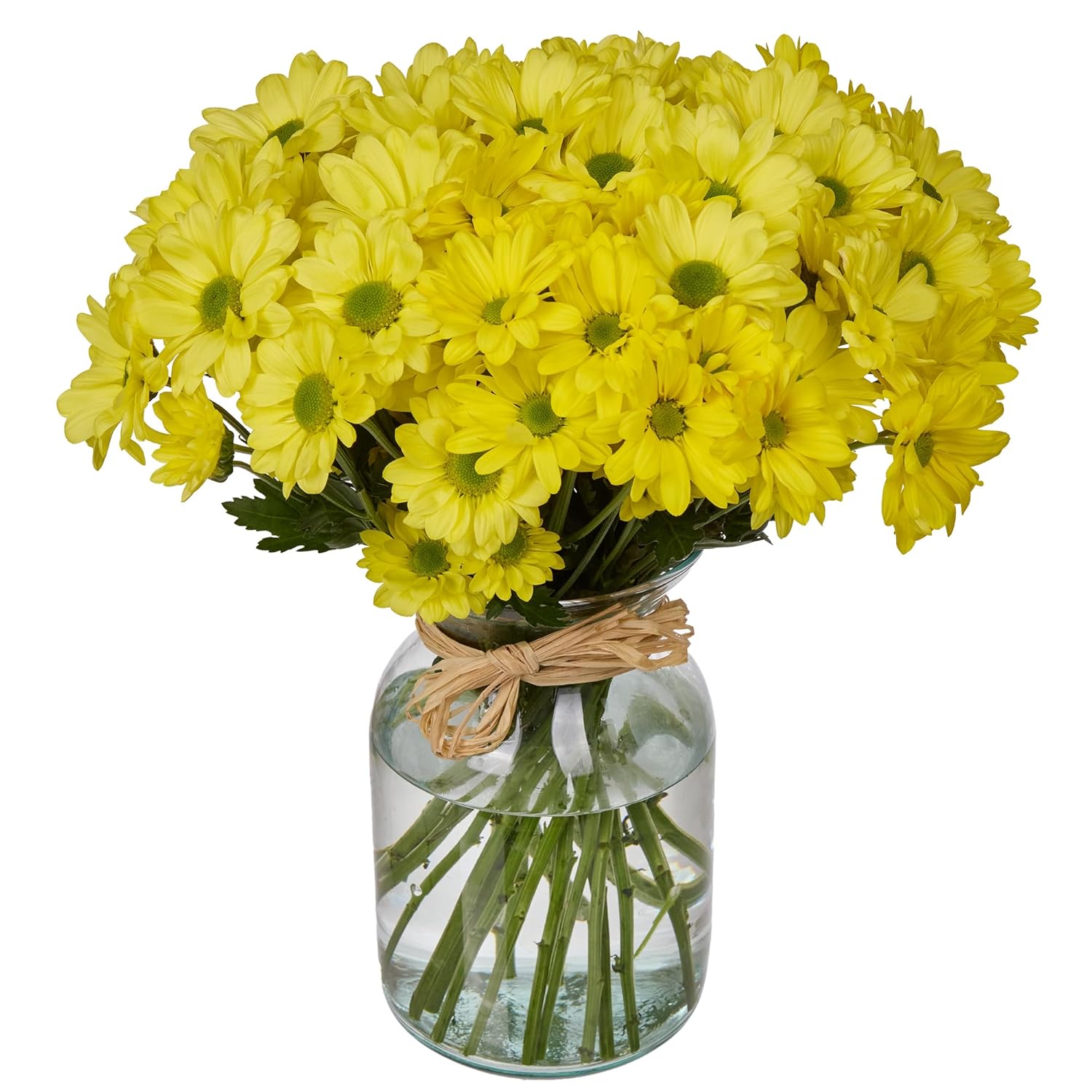 20 Stems Fresh Yellow Daisies - Perfect for Birthdays, Friendships, Get Well Soon, Miss You, Just Because or 