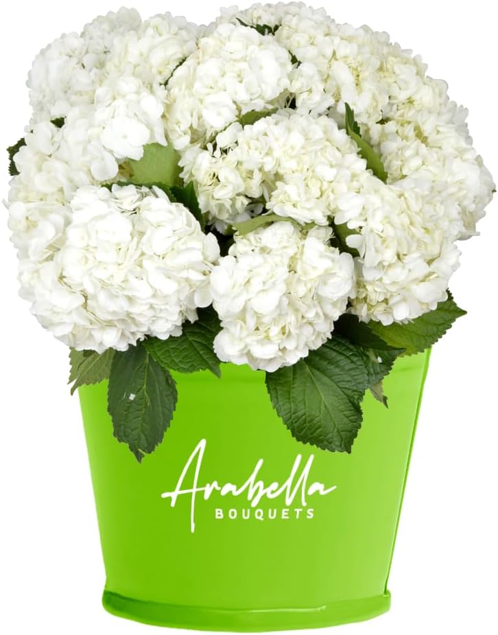 12 White Hydrangea Bulk Fresh Flowers | Arabella Bouquets | Real Fresh Flowers for Delivery, Birthday, Congratulations, Anniversary, Thank You, Wedding, DIY