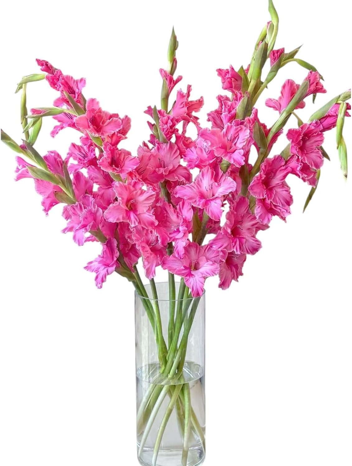 19 Stems Peach Blossom Color Gladiolus Fresh Cut Flowers Home Decoration Birthday Gift Healing Friendship and Love Bulk Flower Wholesale