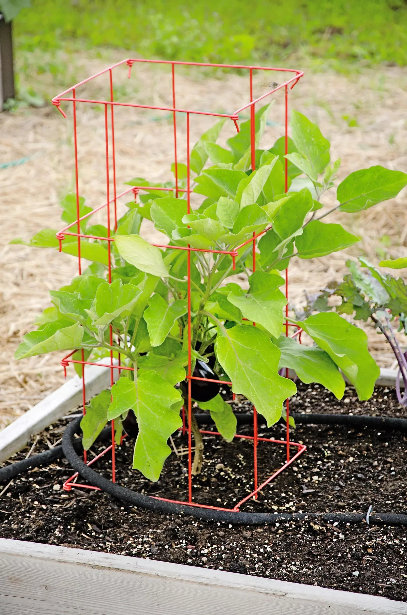 Pepper and Eggplant Cages, Set of 3