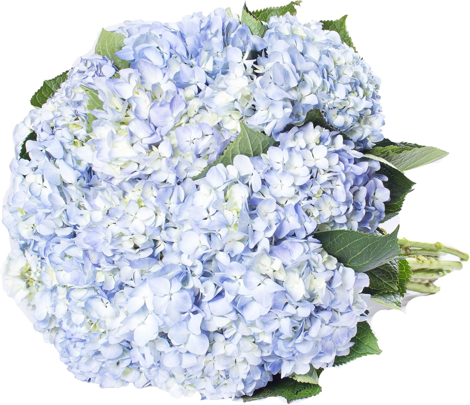 Bloomingmore | Fresh Cut Flowers | Blue Hydrangeas | Pack 30 | Home, Office, Wedding Decor, DIY, Party Event, Housewarming, Teacher and Engagement