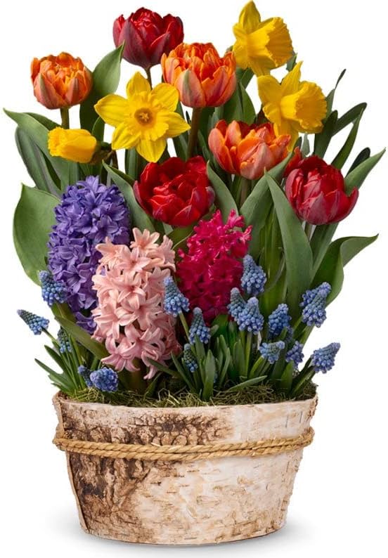 From You Flowers - Rainbow Bulb Garden for Birthday, Anniversary, Get Well or Celebration