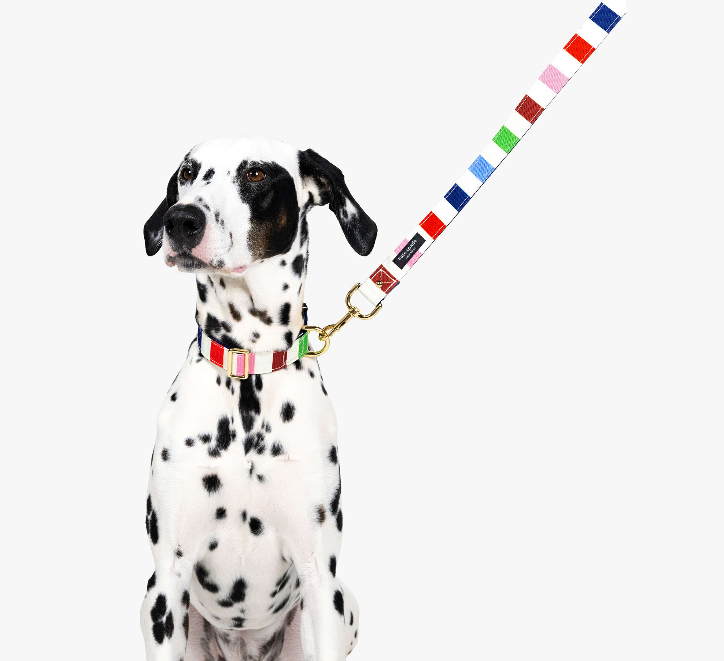 Kate Spade Adventure Stripe Collar S/M
