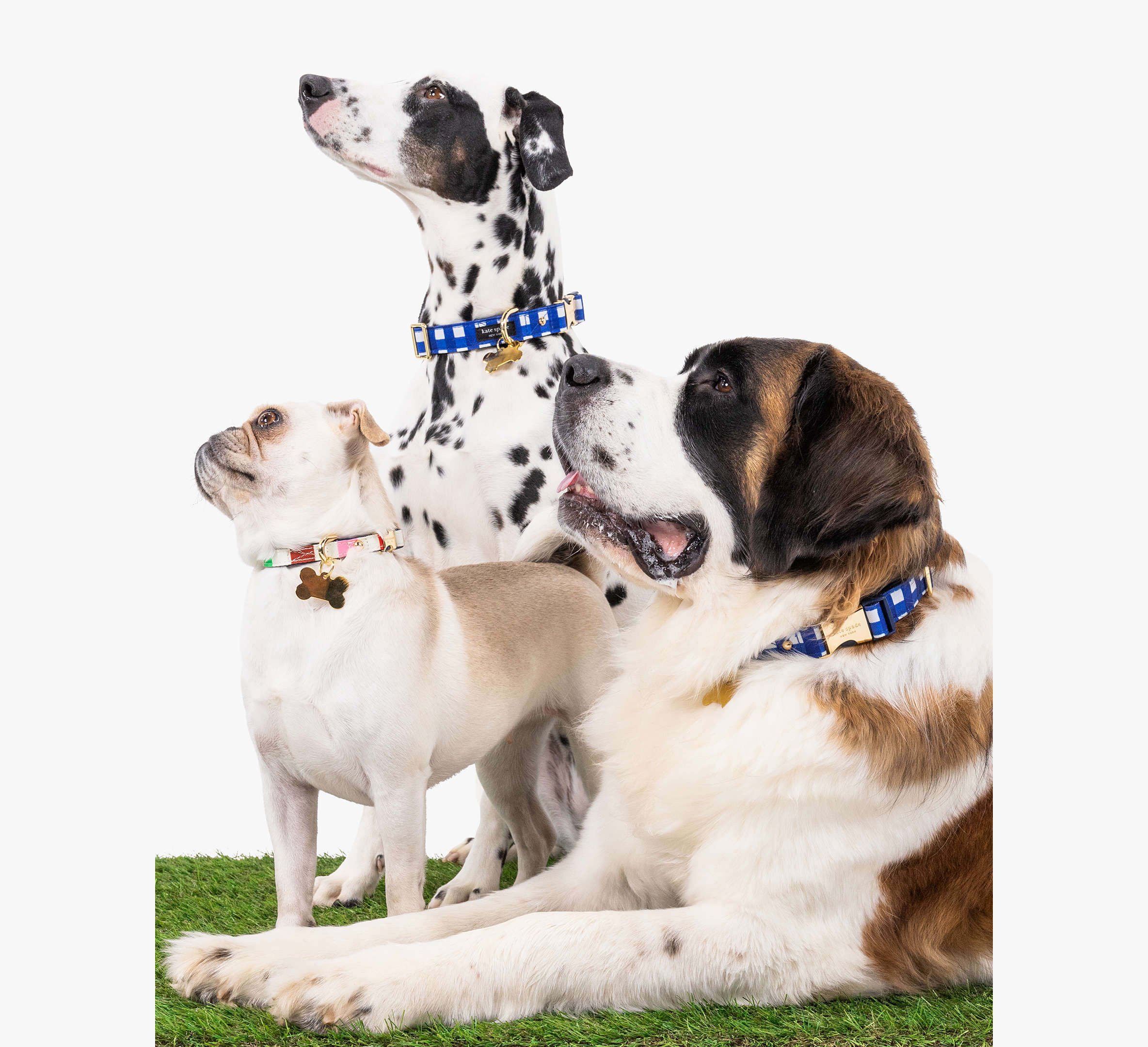 Navy Gingham Collar S/M