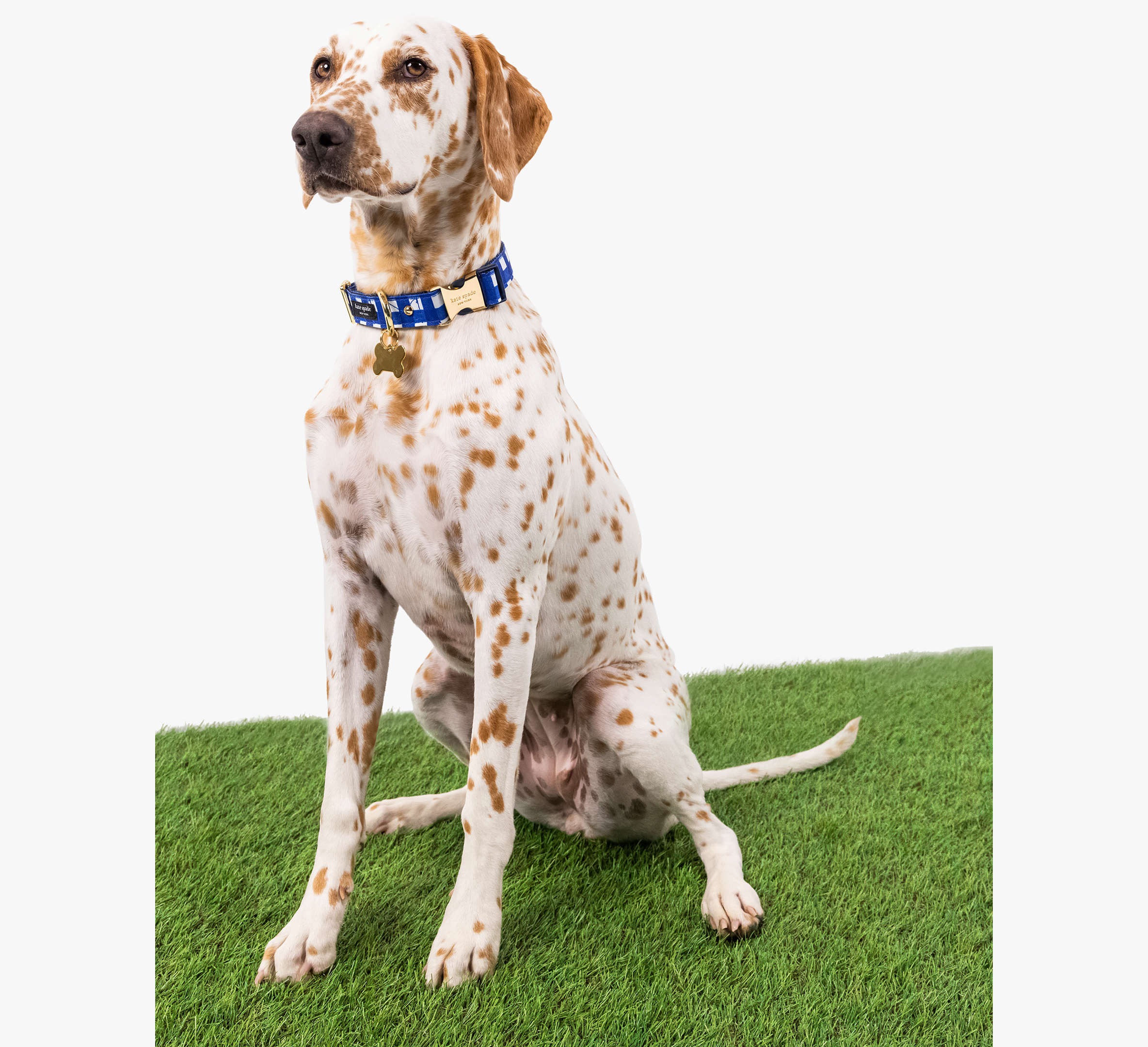 Navy Gingham Leash M/L