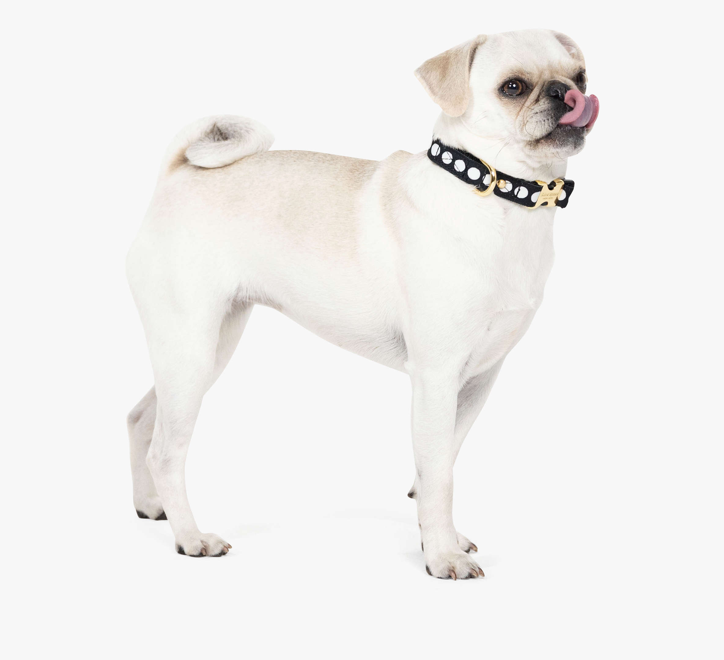 Kate Spade Art Dot Collar S/M