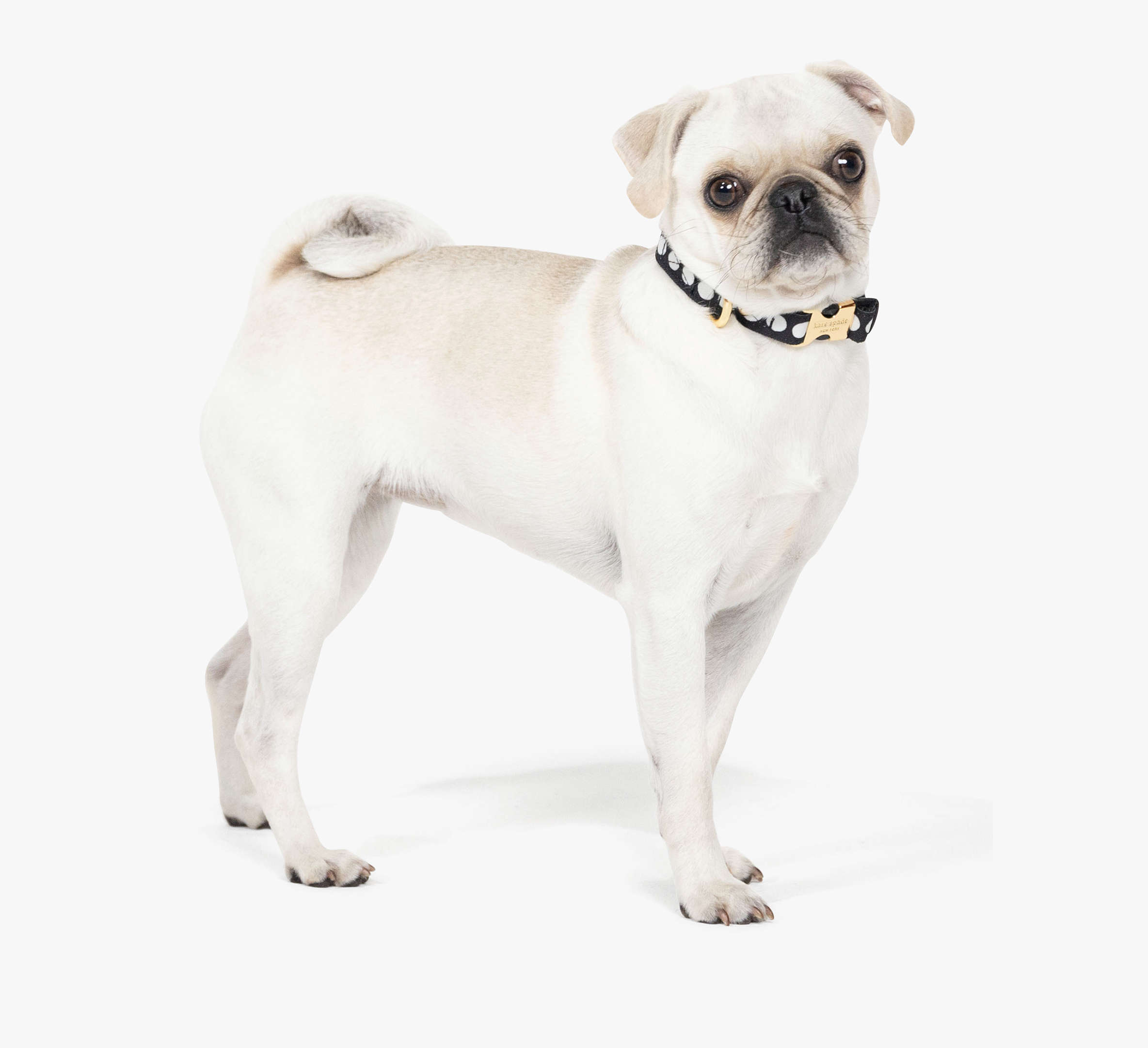 Kate Spade Art Dot Collar S/M