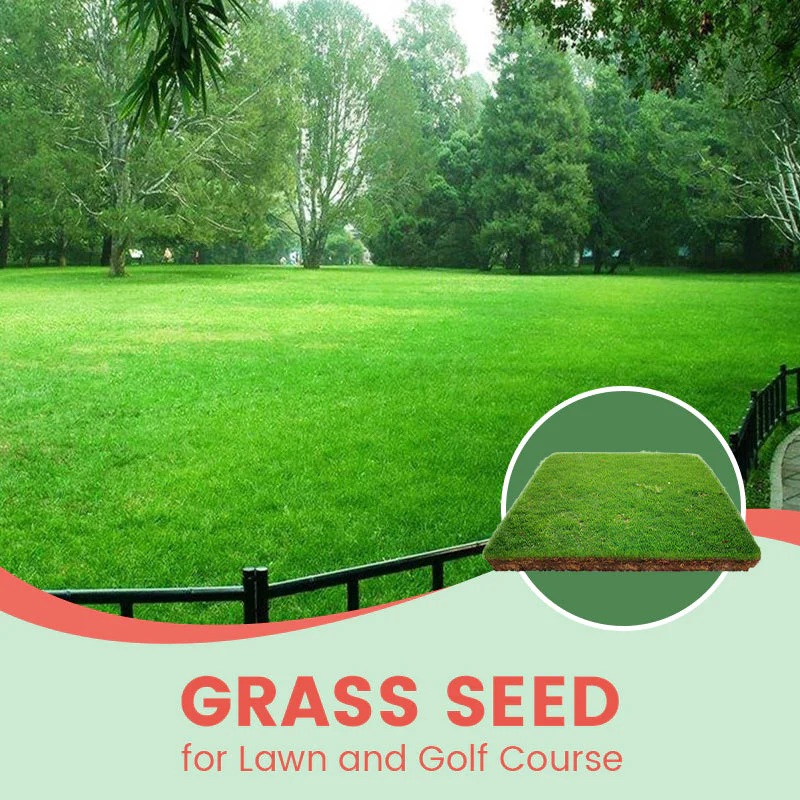 Grass Seeds for Lawn and Golf Course