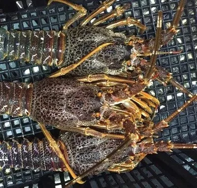 🔥Hot Sale🔥5 lbs Manually Caught Australian Lobster - Guarantee Fresh Taste